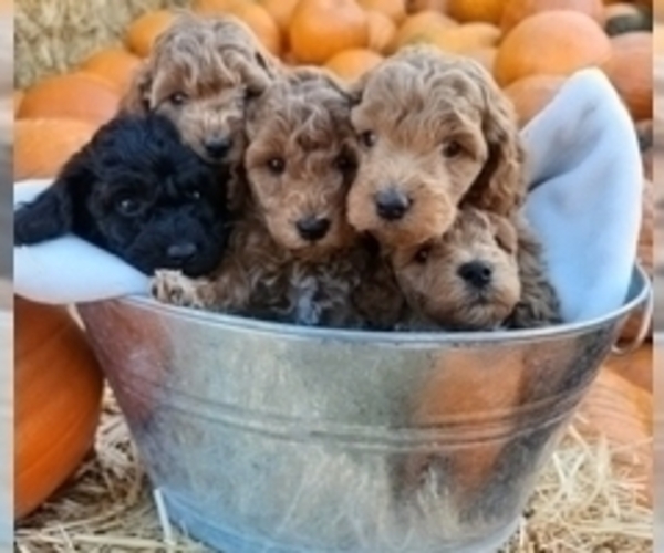 Medium Photo #1  Breeder Profile in IDAHO FALLS, ID, USA