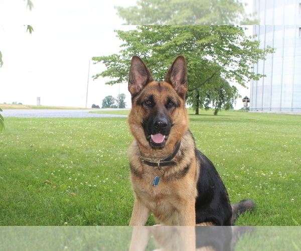 Medium Photo #1  Breeder Profile in MANHEIM, PA, USA