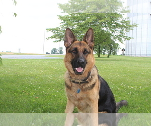 German Shepherd Dog Dog Breeder near MANHEIM, PA, USA