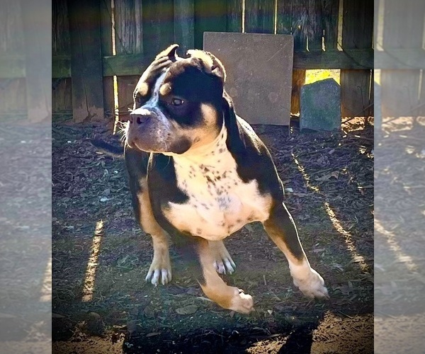 Medium Photo #20  Breeder Profile in FORT MITCHELL, AL, USA