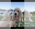 Small breeder photo