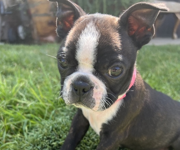 Medium Photo #1  Breeder Profile in JURUPA VALLEY, CA, USA