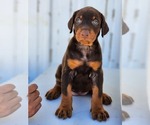 Small breeder photo