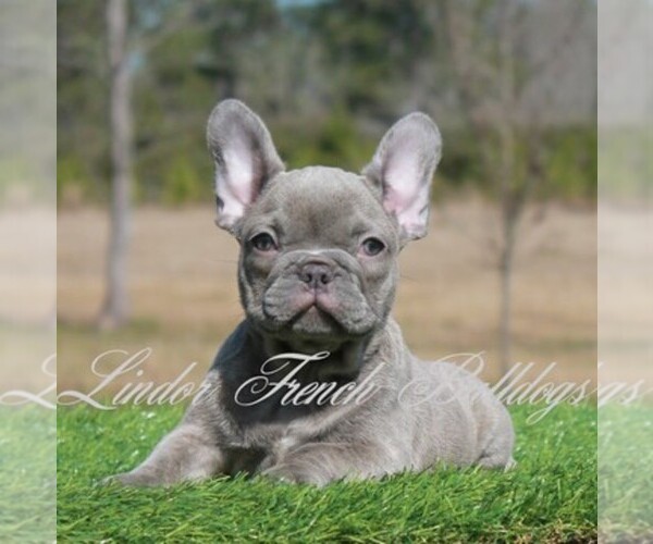 Medium Photo #1  Breeder Profile in OKEFENOKEE, GA, USA