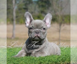 French Bulldog Dog Breeder near OKEFENOKEE, GA, USA