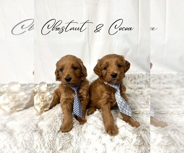 Medium Photo #3  Breeder Profile in RIVERTON, UT, USA