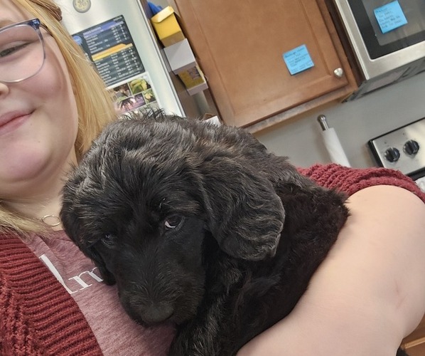 Medium Photo #1  Breeder Profile in TAVARES, FL, USA