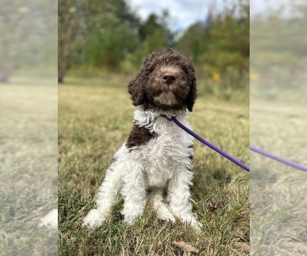 Medium Photo #10  Breeder Profile in BRANDON, FL, USA