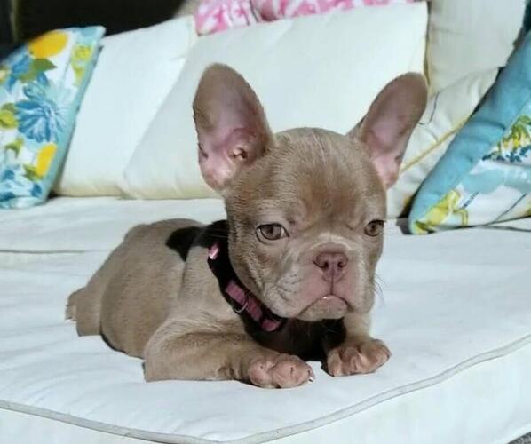 Medium Photo #8  Breeder Profile in LAS VEGAS, NV, USA