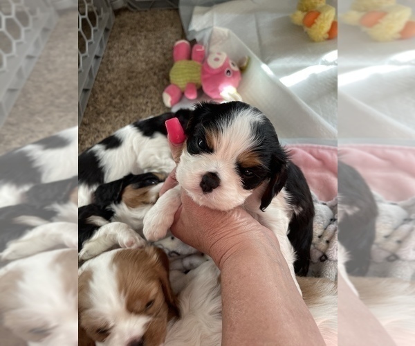 Medium Photo #1  Breeder Profile in NAMPA, ID, USA