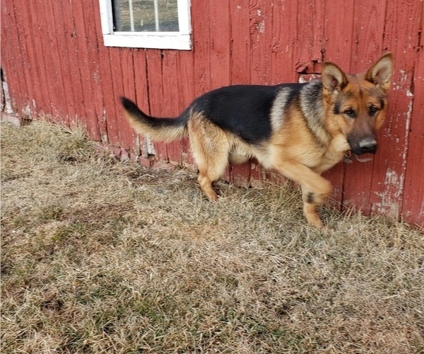 Medium Photo #1  Breeder Profile in MILLERSTOWN, PA, USA