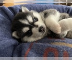Small #53 Breeder Profile image