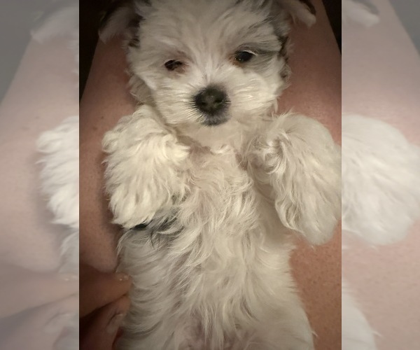 Medium Photo #34  Breeder Profile in FARMINGTON, MN, USA