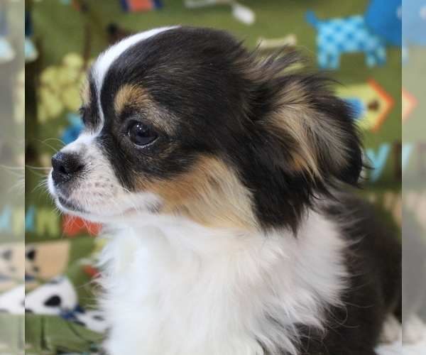 Medium Photo #12  Breeder Profile in SALINA, KS, USA