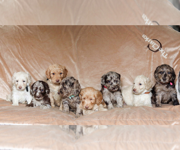 Medium Photo #1  Breeder Profile in BERLIN, NJ, USA