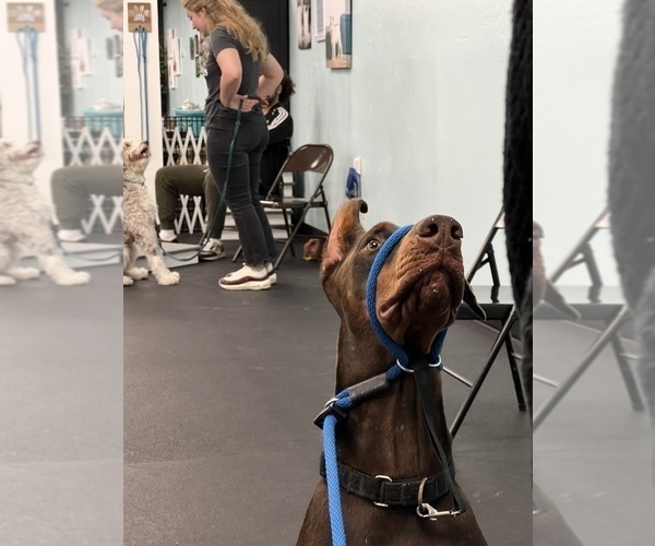 Medium Photo #7  Breeder Profile in PHOENIX, AZ, USA