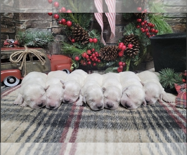Medium Photo #1  Breeder Profile in HAMPTONVILLE, NC, USA