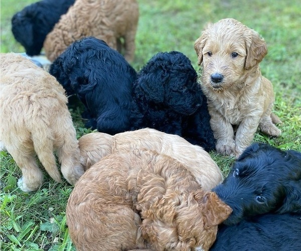 Medium Photo #1  Breeder Profile in MAYWOOD, IL, USA