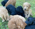 Small breeder photo