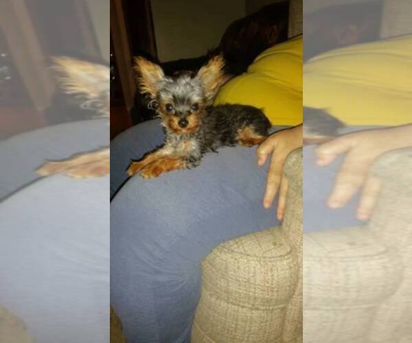 Medium Photo #41  Breeder Profile in NEENAH, WI, USA