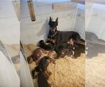 Small Photo #7  Breeder Profile in HAGERSTOWN, IN, USA