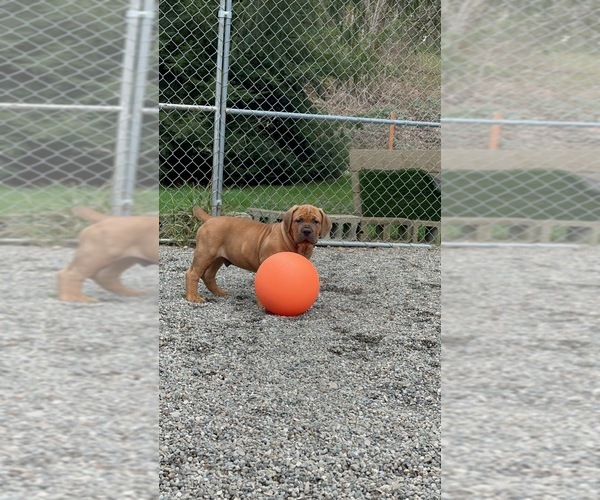 Medium Photo #6  Breeder Profile in ROY, WA, USA