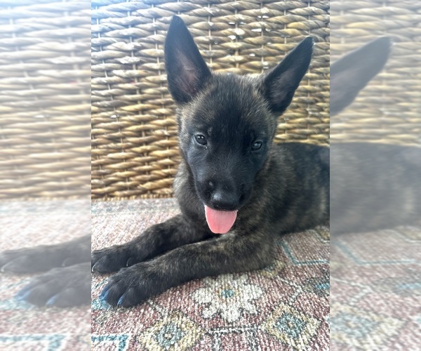 Medium Photo #10  Breeder Profile in COMMERCE, GA, USA
