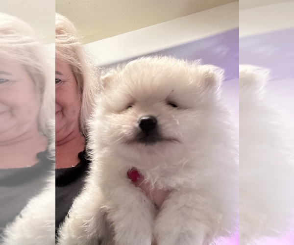 Medium Photo #1  Breeder Profile in CAULFIELD, MO, USA