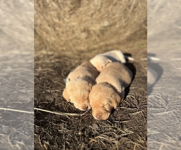 Medium Photo #1  Breeder Profile in GREENVILLE, NC, USA