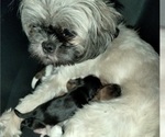 Small #1 Breeder Profile image