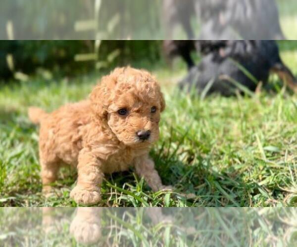 Medium Photo #1  Breeder Profile in GREENEVILLE, TN, USA