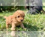 Small breeder photo