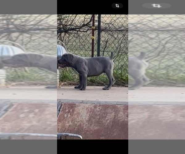 Medium Photo #18  Breeder Profile in NORMAN, OK, USA