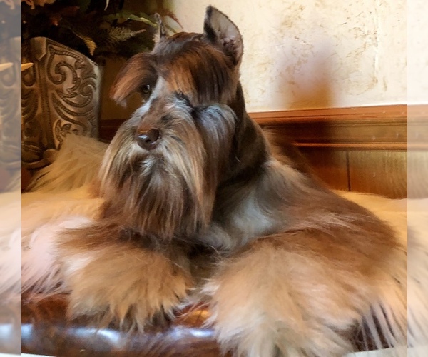 Medium Photo #2  Breeder Profile in JACKSONVILLE, TX, USA