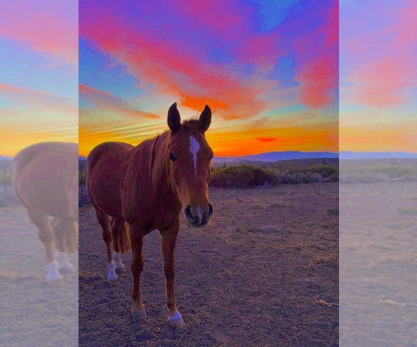 Medium Photo #14  Breeder Profile in HAMMOND RANCH, CA, USA