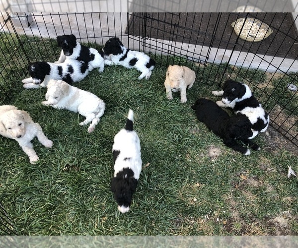 Medium Photo #1  Breeder Profile in LAS VEGAS, NV, USA