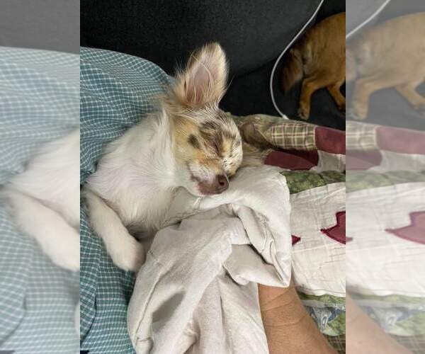 Medium Photo #75  Breeder Profile in HOMERVILLE, GA, USA