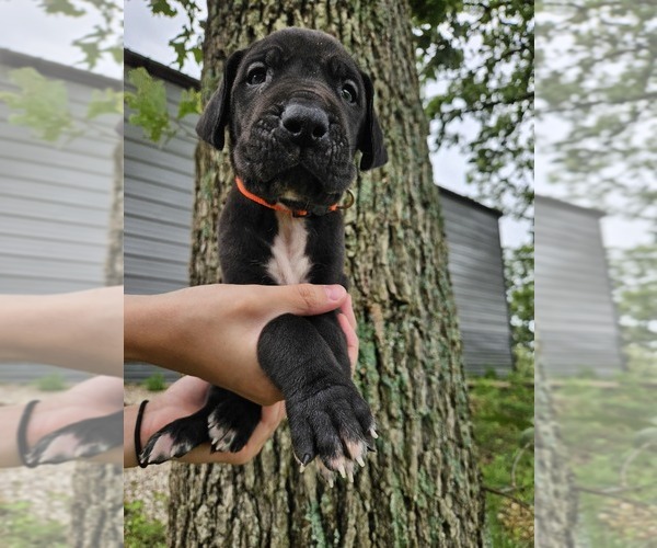 Medium Photo #9  Breeder Profile in WALNUT GROVE, MO, USA