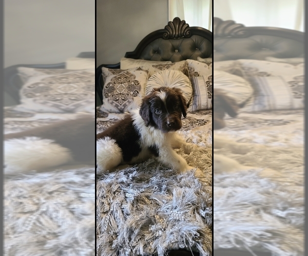 Medium Photo #45  Breeder Profile in TILTON, IL, USA