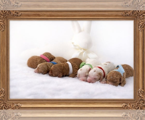 Medium Photo #1  Breeder Profile in LAFAYETTE, LA, USA