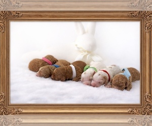 Goldendoodle (Miniature) Dog Breeder near LAFAYETTE, LA, USA