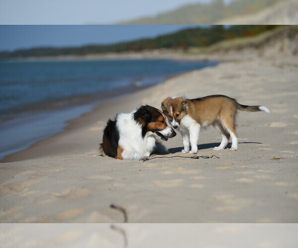 Medium Photo #1  Breeder Profile in PARIS, MI, USA