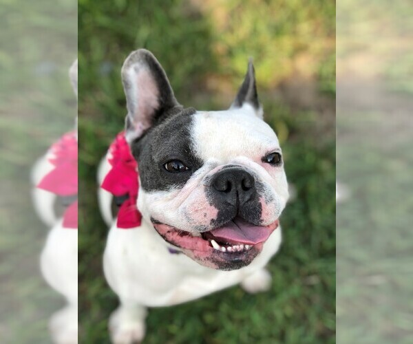 Medium Photo #1  Breeder Profile in FRUITLAND, MD, USA