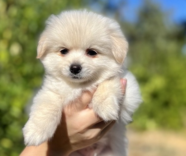 Medium Photo #1  Breeder Profile in ANTELOPE, CA, USA