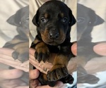 Small #2 Breeder Profile image