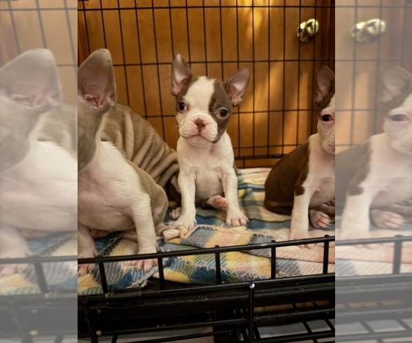 Medium Photo #20  Breeder Profile in BUCHANAN, VA, USA