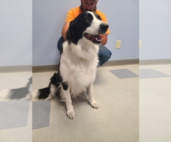 Medium Photo #3  Breeder Profile in NEW CASTLE, IN, USA
