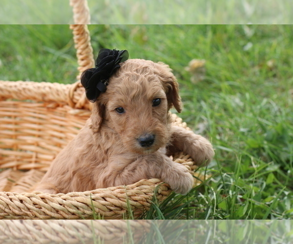 Medium Photo #1  Breeder Profile in JACKSONVILLE, FL, USA