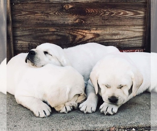 Medium Photo #27  Breeder Profile in PAUMA VALLEY, CA, USA