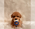 Small #1 Breeder Profile image